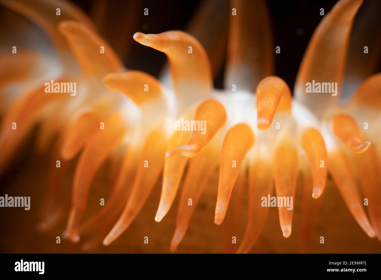 Nahaufnahme der Anemonentakeln Stockfoto