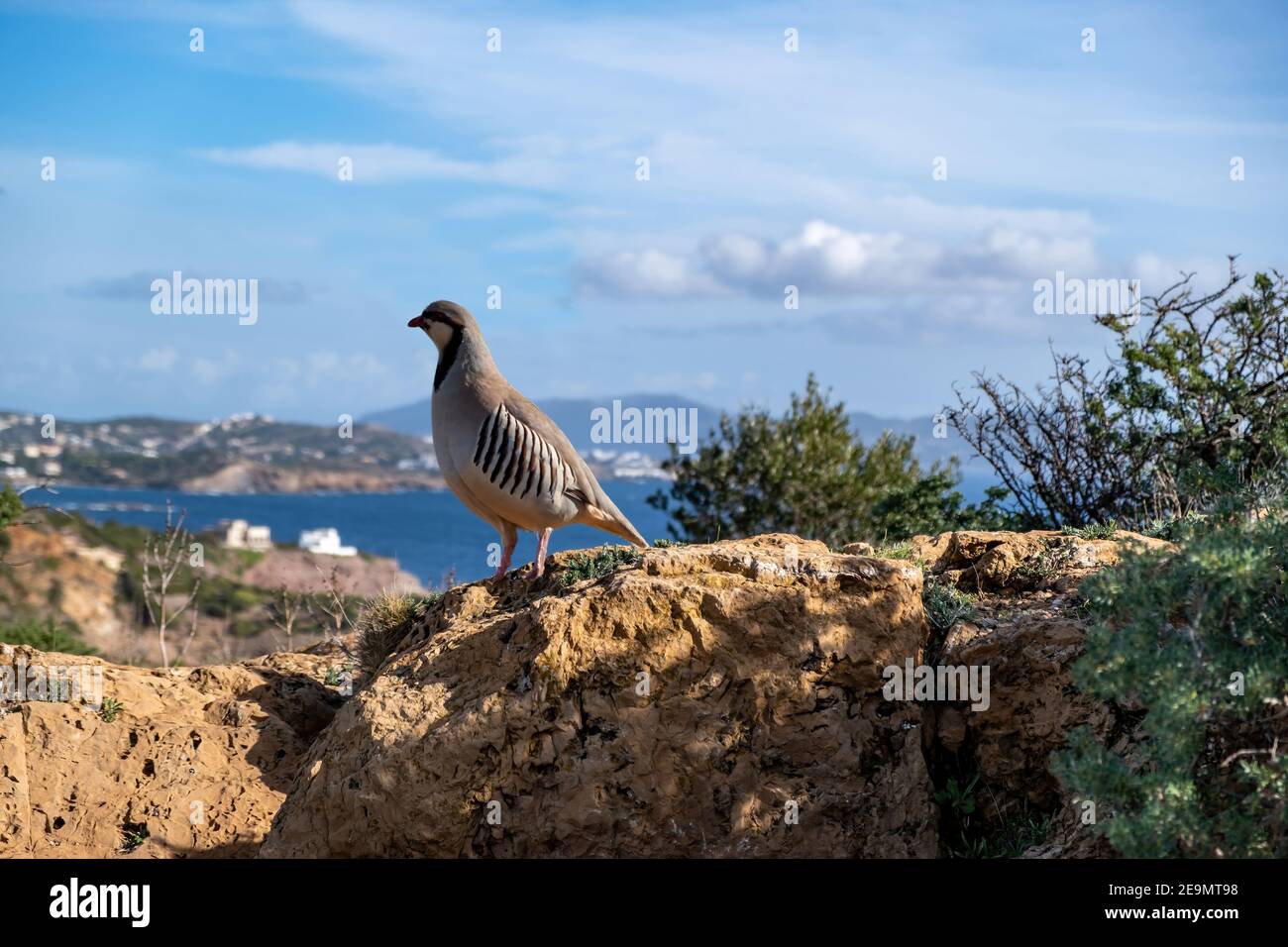 Rebhuhn in der Natur. Wildes Rotbeinige Rebhuhn in natürlichem Lebensraum. Wildvogel auf einem Felsen, blaues Meer und Himmel Hintergrund, Kap Sounio Bereich Attica Griechenland Stockfoto