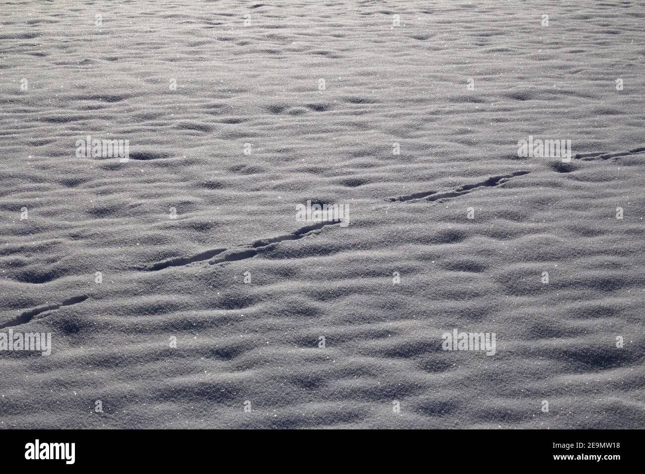Kaninchen-Spuren im Schnee Stockfoto