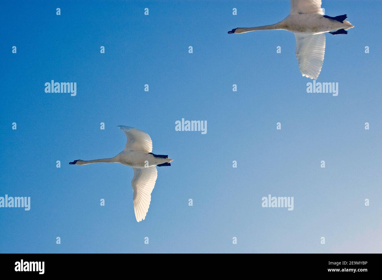 Ein Paar stumme Schwäne, lateinischer Name Cygnus olor, fliegen über einem blauen Himmel. Stockfoto