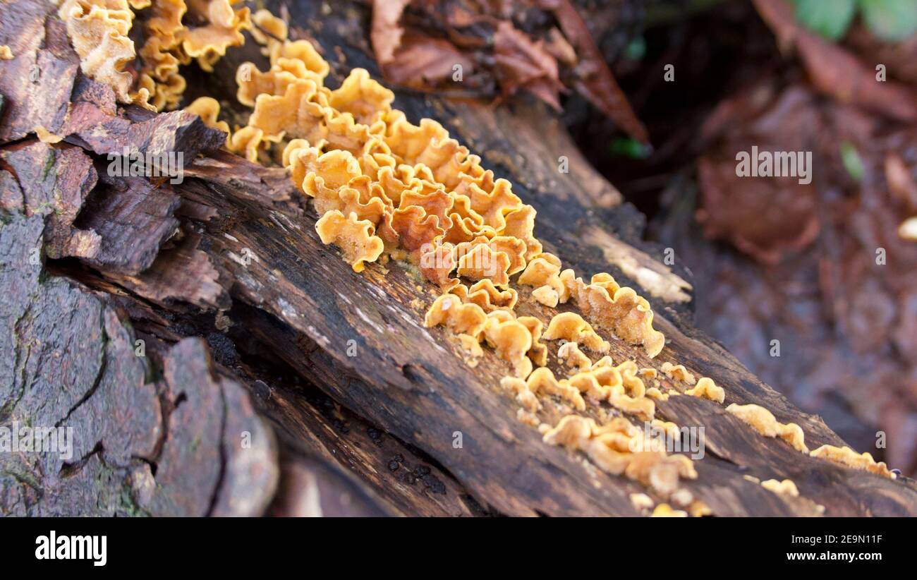 Goldgelber Pilz auf Baumrinde mit Herbstblättern Hintergrund Stockfoto