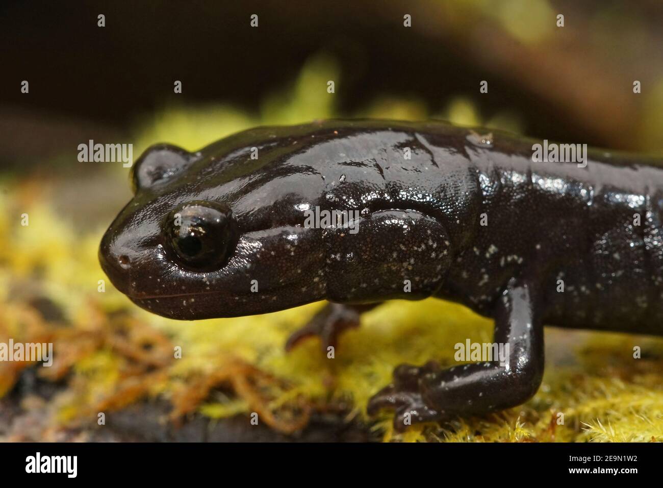 Nahaufnahme eines schwarzen Erwachsenen des Salamanders Del Norte, Plethoon elongatus Stockfoto