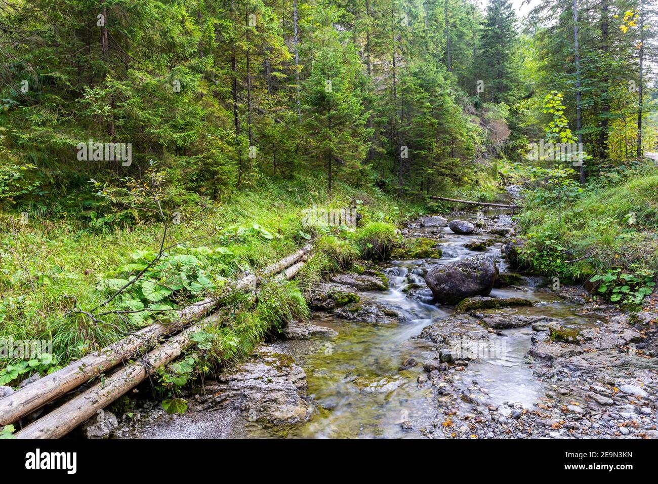 Fließender Gebirgsbach im grünen, üppigen Wald im Dolina Strazyska Tal in der Tatra, Polen. Stockfoto