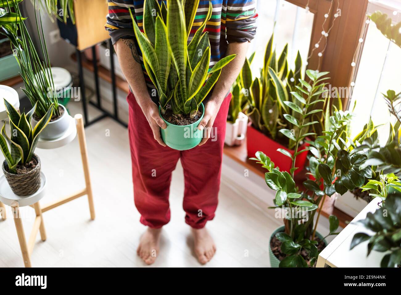 Mann hält Topfpflanze in den Händen zu Hause (Schwerpunkt Werk) Stockfoto