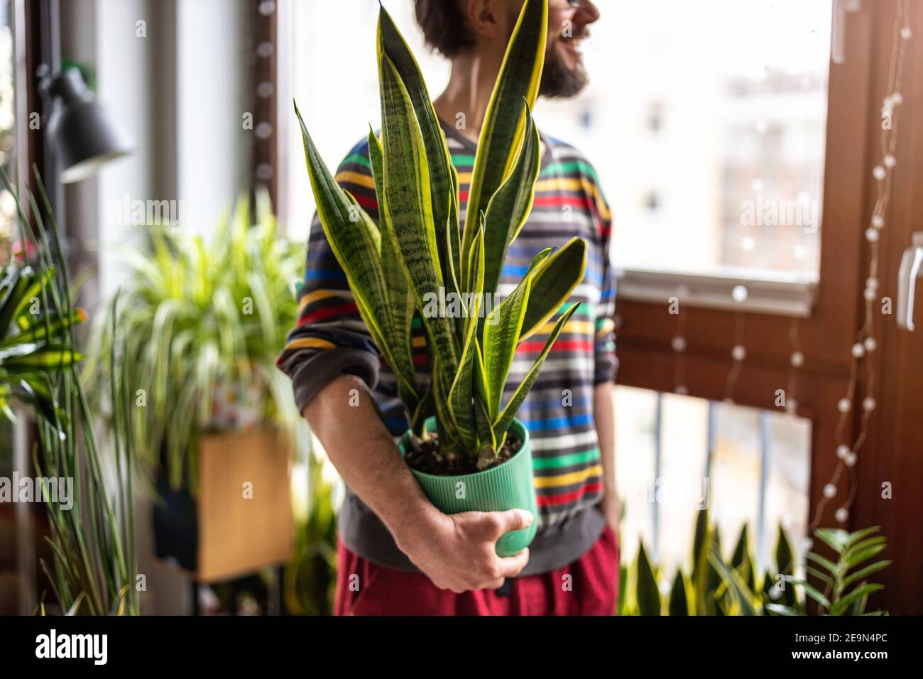Mann hält Topfpflanze in den Händen zu Hause (Schwerpunkt Werk) Stockfoto