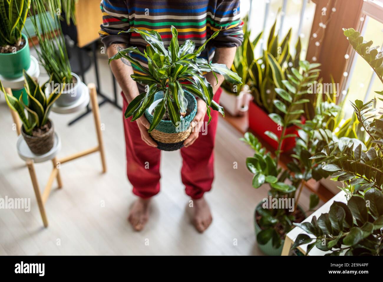 Mann hält Topfpflanze in den Händen zu Hause (Schwerpunkt Werk) Stockfoto