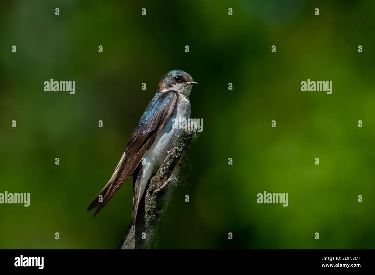 Eine Baumschwalbe (Tachycineta bicolor), die auf einem Glied im Sumpfgebiet thront. Stockfoto