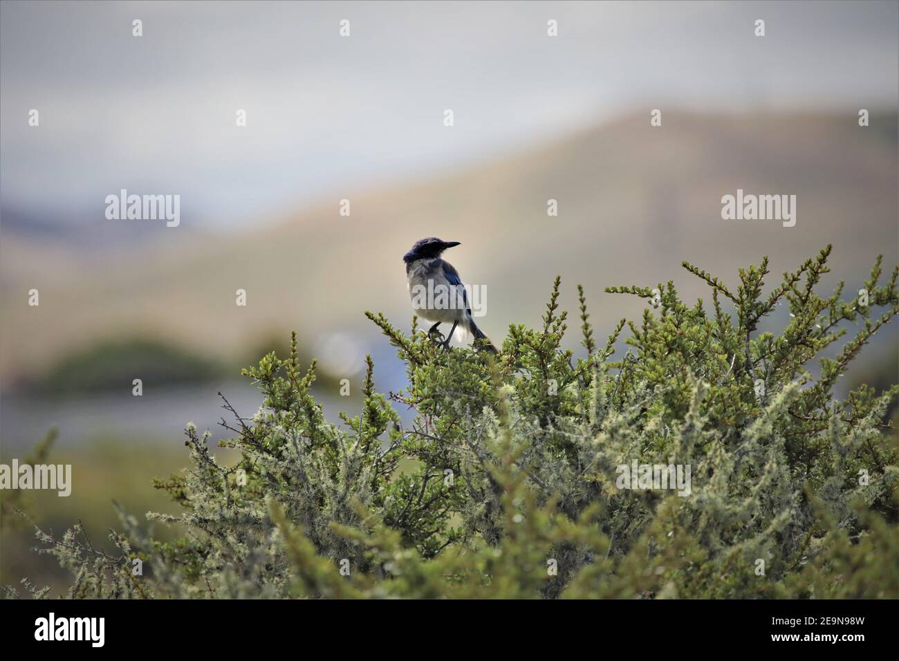 Jay auf der Suche nach der Nestmahlzeit in den Büschen bei Morro Bay California Stockfoto