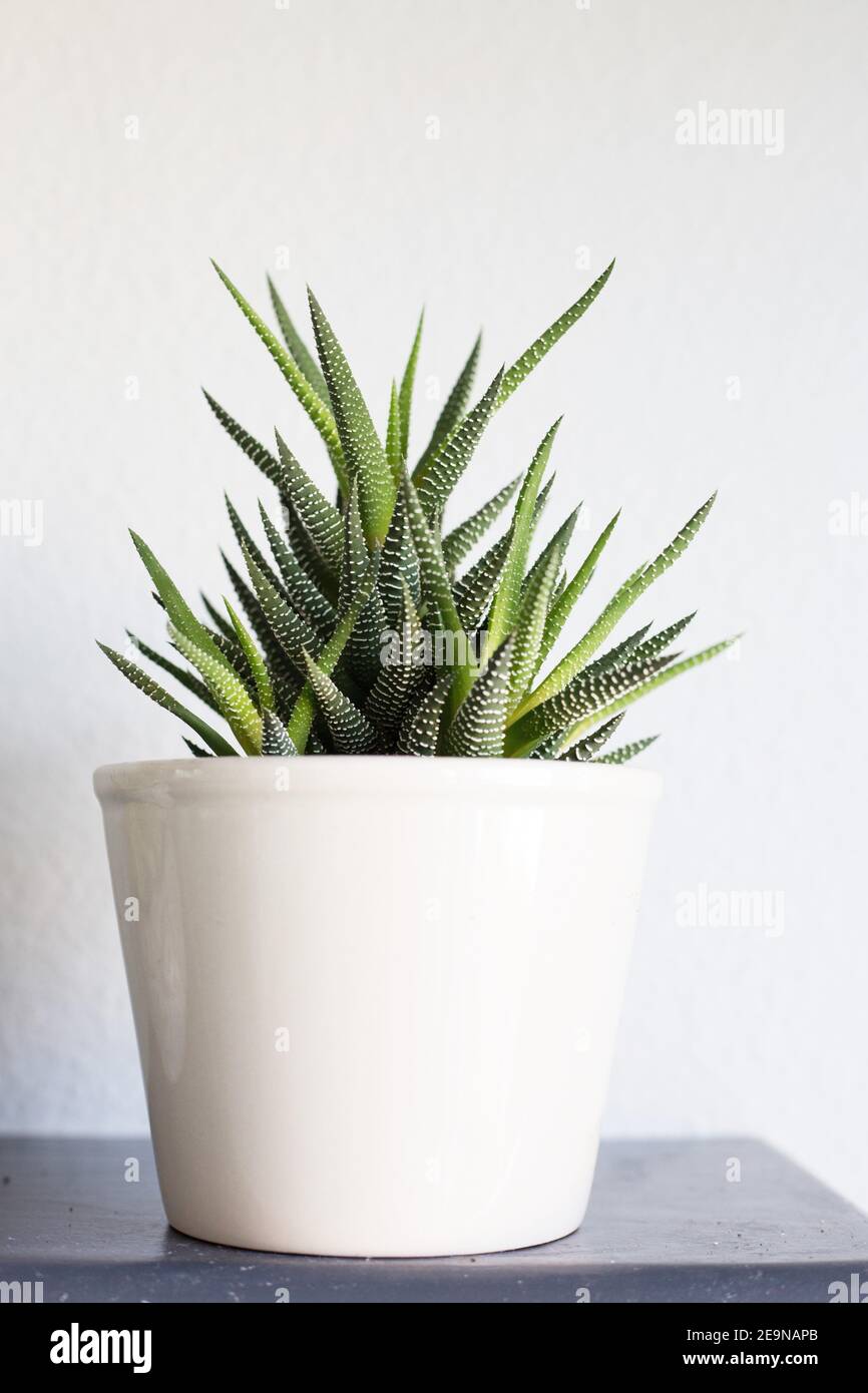 Haworthiopsis attenuata Zimmerpflanze in einem grauen Topf. Stockfoto