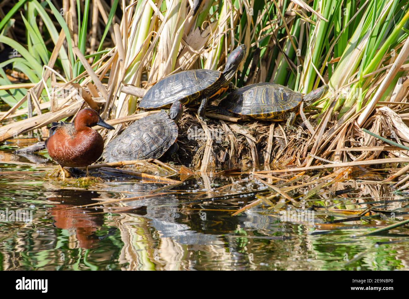Teichschieber (Trachemys scripta) & Zimt-Teal (Spatula cyanoptera) Stockfoto