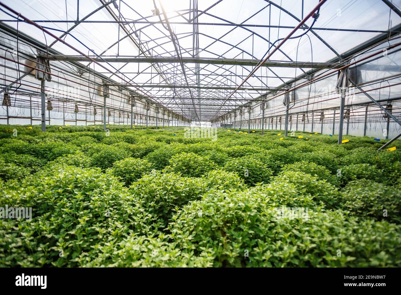 Reihen von jungen Blumen im Gewächshaus mit viel Zimmerpflanzen auf der Plantage Stockfoto
