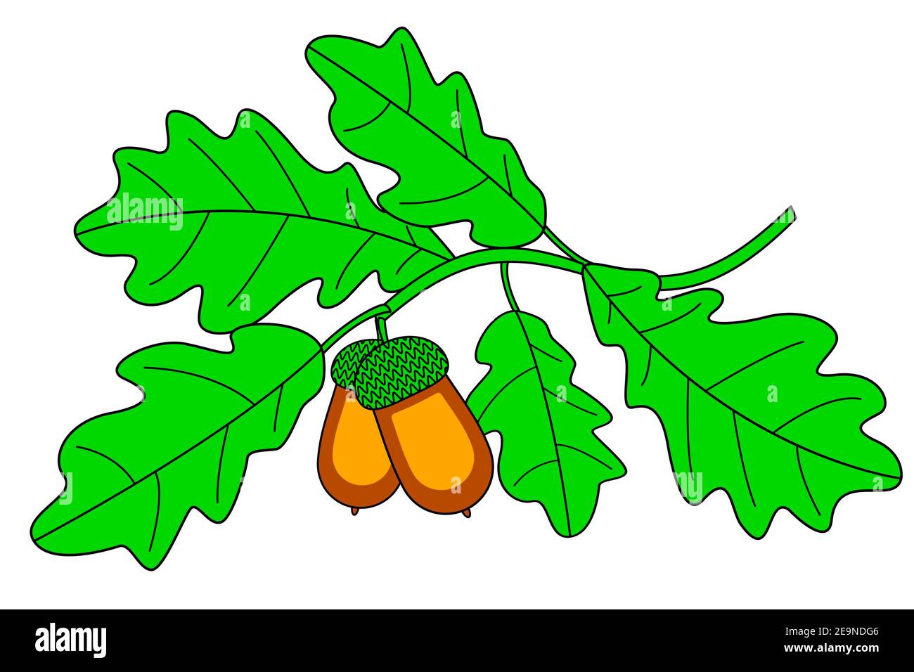 Abbildung des Eichenzweig mit Eichelfrüchten Stock Vektor