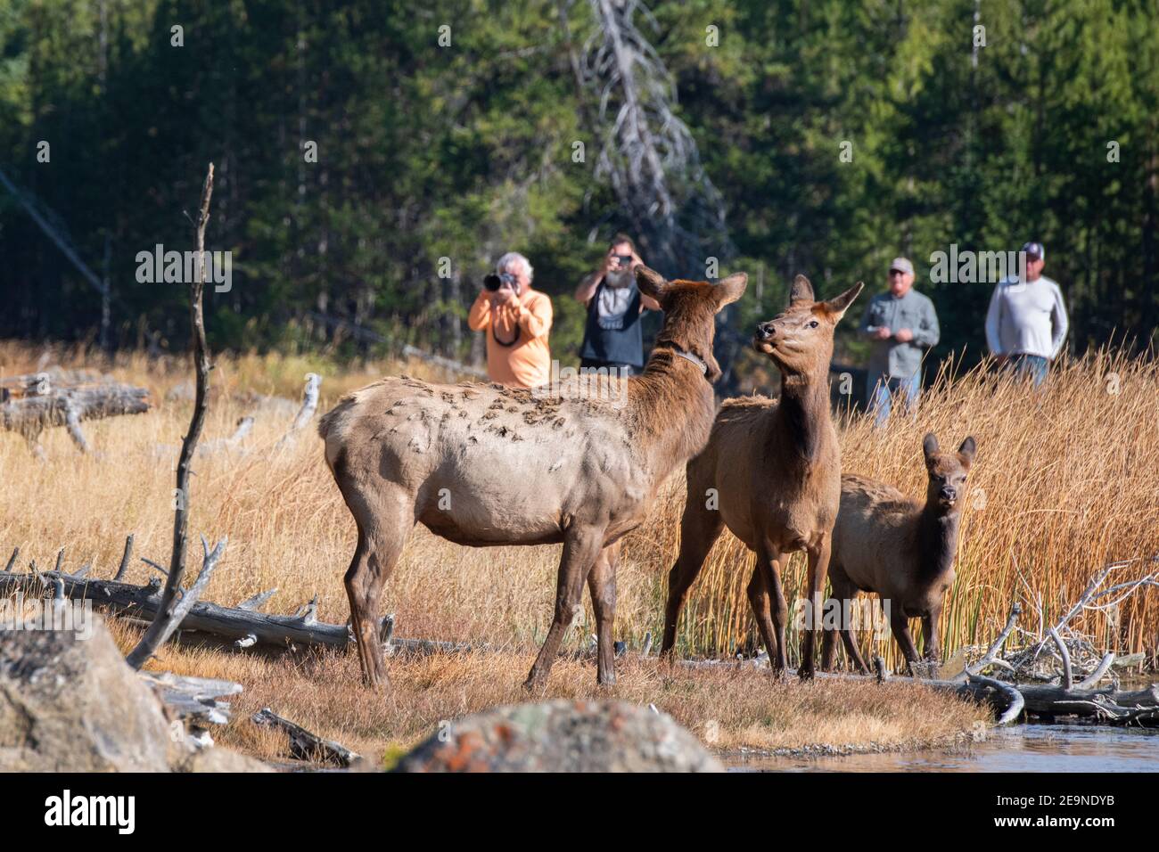 Nordamerika, Wyoming, Yellowstone National Park, Madison, Madison River. Touristen in der Nähe kleine Herde von Elch, Kühe und Kälber (WILD: Cervus elaphus) Stockfoto