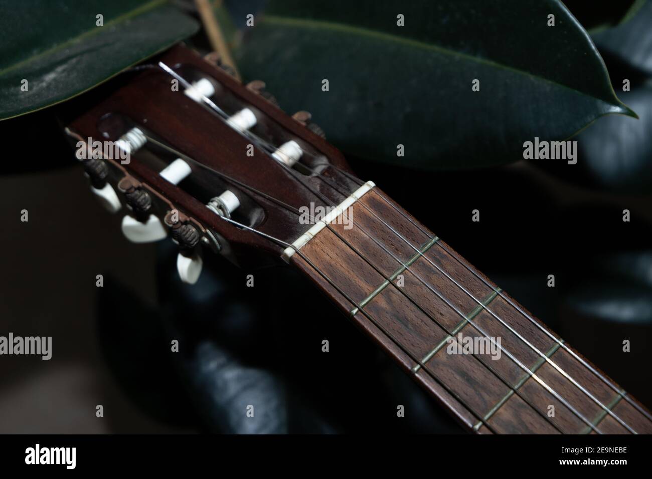 Gitarre Griffbrett mit Nylonsaiten auf dem Hintergrund eines Zimmerpflanze Stockfoto