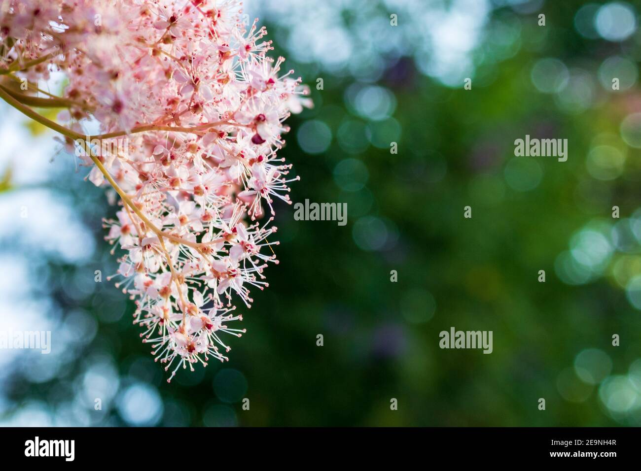 Schöne rosa Blumen vor grünem Bokeh Hintergrund für Kopierraum, Nahaufnahme. Französischer Tamarisk (Tamarix gallica) im Frühling Stockfoto