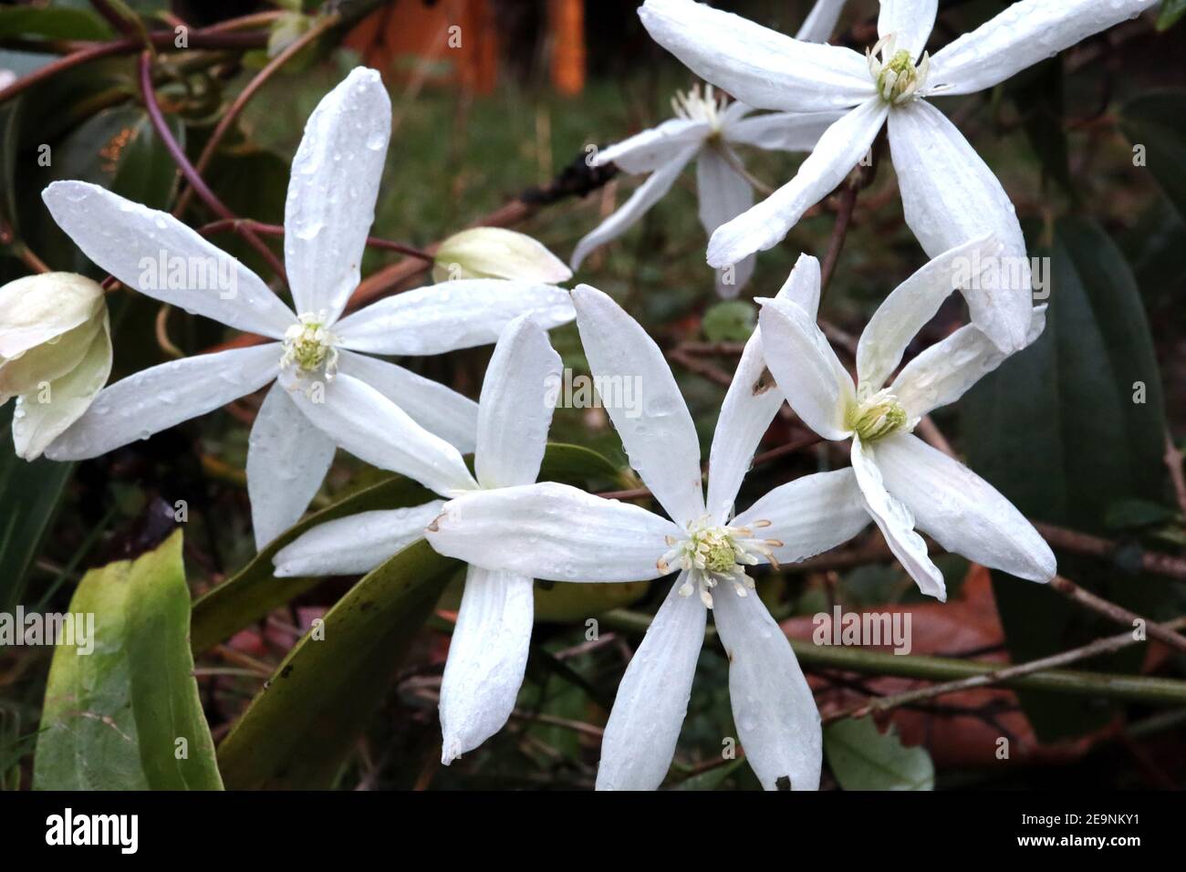 Clematis armandii ‘snowdrift’ Armand clematis – Kletterpflanze mit großen duftenden weißen sternförmigen Blüten, Februar, England, Großbritannien Stockfoto
