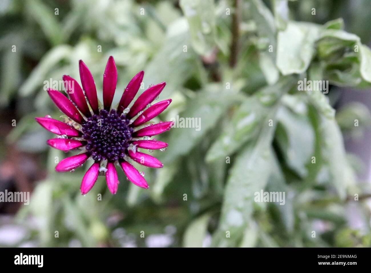 Osteospermum ecklonis ‘Tradewinds Deep Purple’ dunkelviolette afrikanische Gänseblümchen – Regen verwüstet violette Gänseblümchenähnliche Blume mit schwarzem Zentrum, Februar, England, Stockfoto