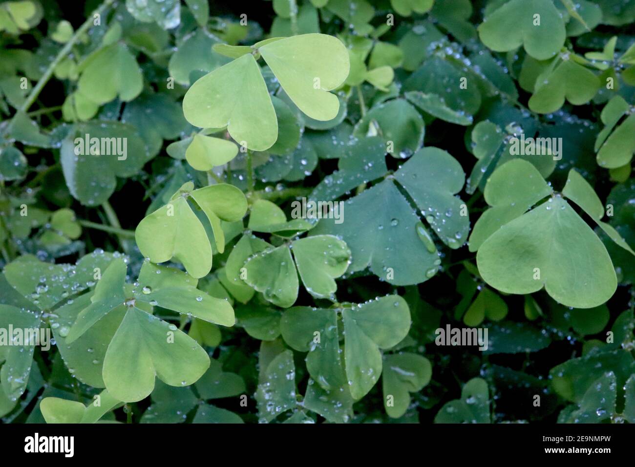 Oxalis acetosella mittelgrüne herzförmige Blätter, Februar, England, Großbritannien Stockfoto