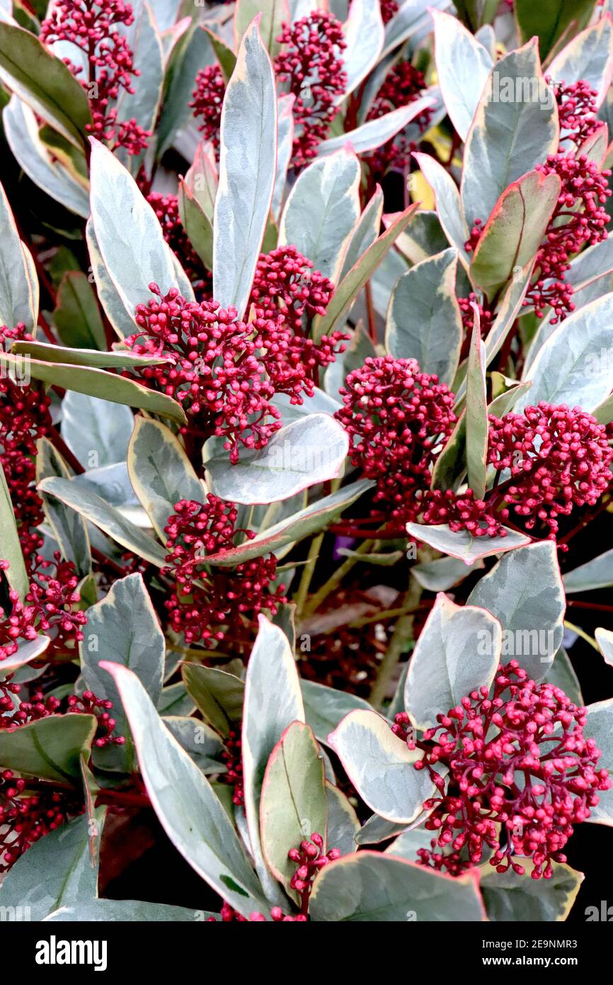 Skimmia japonica ‘Perosa‘ Skimmia Perosa – Trauben großer roter Beeren mit buntem Laub, Februar, England, Großbritannien Stockfoto