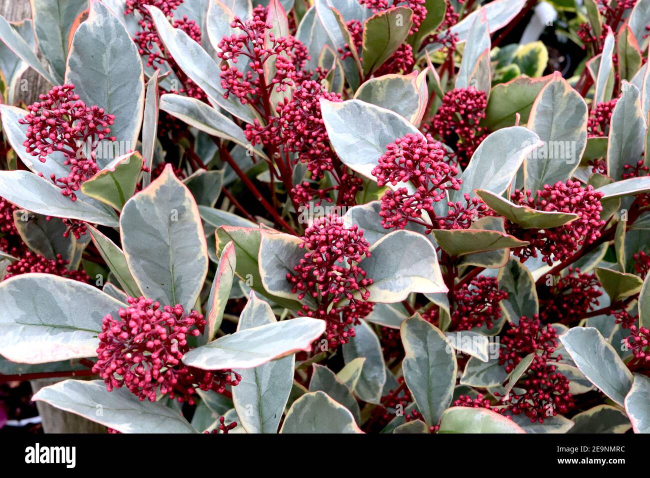 Skimmia japonica ‘Perosa‘ Skimmia Perosa – Trauben großer roter Beeren mit buntem Laub, Februar, England, Großbritannien Stockfoto