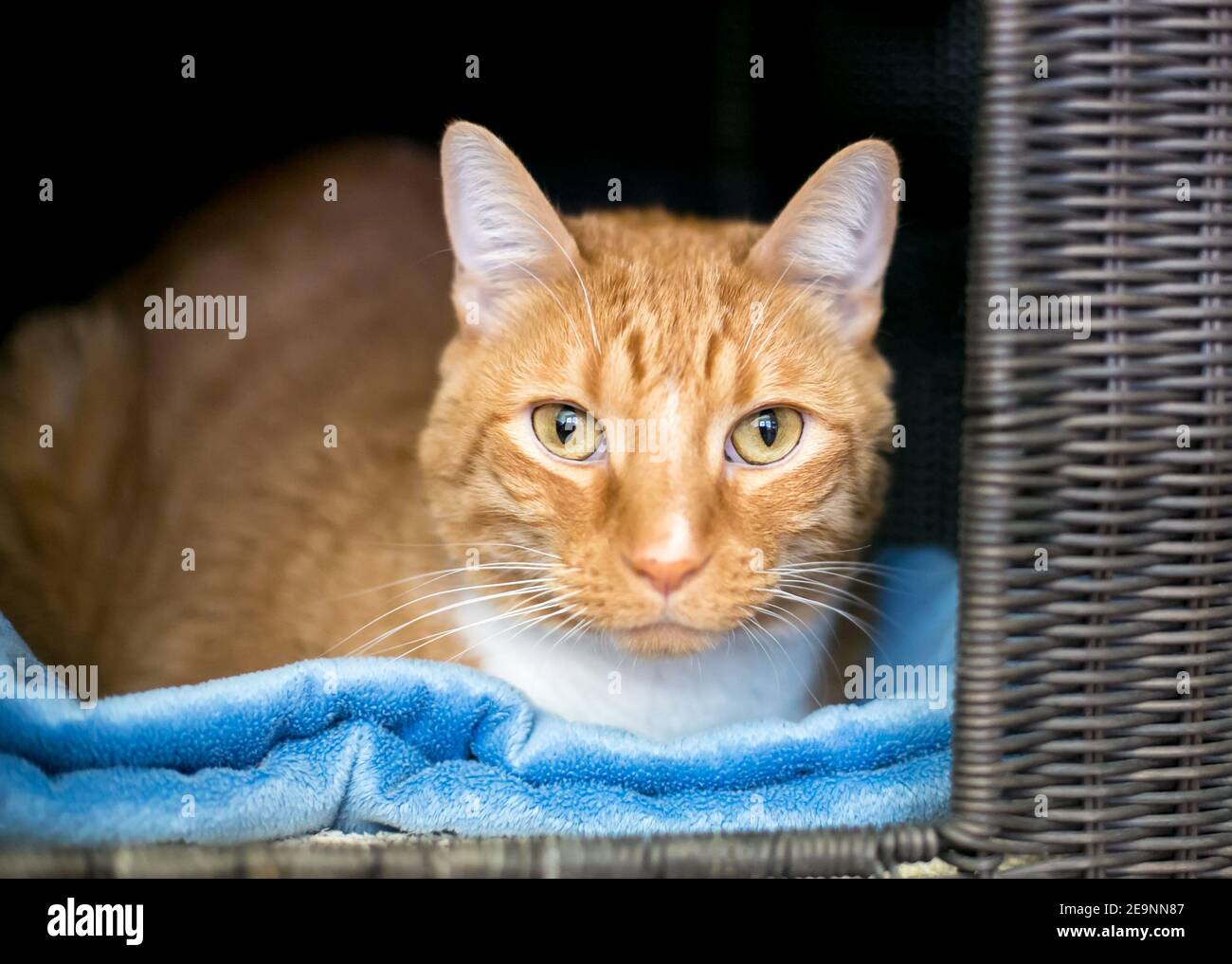 Eine orange gestromte Kurzhaarkatze, die auf einer blauen Decke liegt Stockfoto