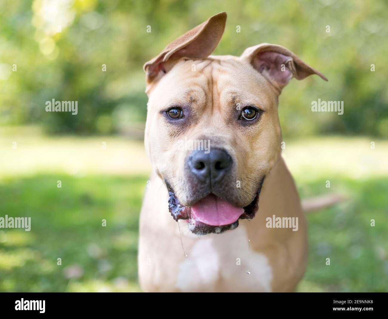 Ein Pit Bull Terrier Mischlingshund mit Floppy-Ohren Und ein glücklicher Ausdruck Stockfoto