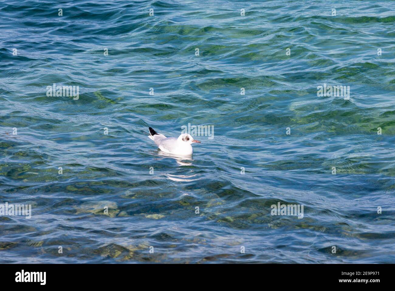 mediterrane Möwe schwimmen allein auf dem blau türkis schönen Wasser, Nahaufnahme, tagsüber, ohne Menschen Stockfoto