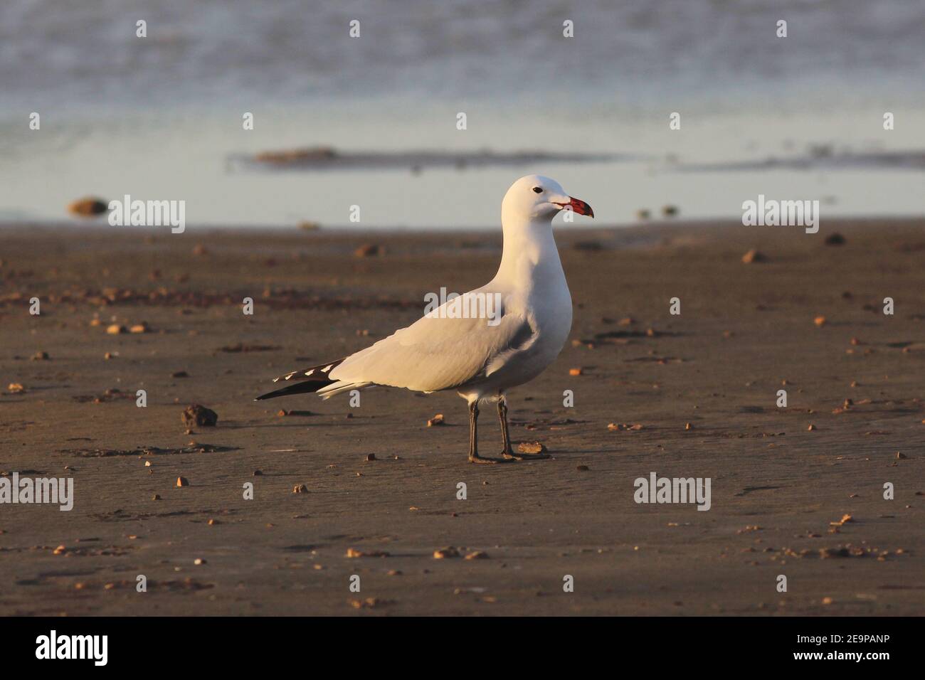 Einzelne Audouin-Möwe (Ichthyaetus audouinii) am Strand, Ebro-Delta, Spanien. Immer noch eine der seltensten Möwenarten der Welt (ca. 10.000 Paare) Stockfoto