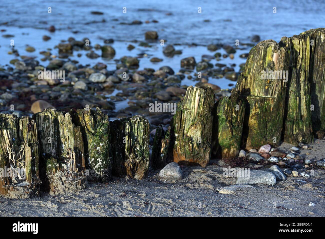 Verwitterte Holzkrünen, grün von Moos und Algen am Strand mit Sand und Steinen an der Ostsee in Norddeutschland, touristische Resortlandschaft, Stockfoto
