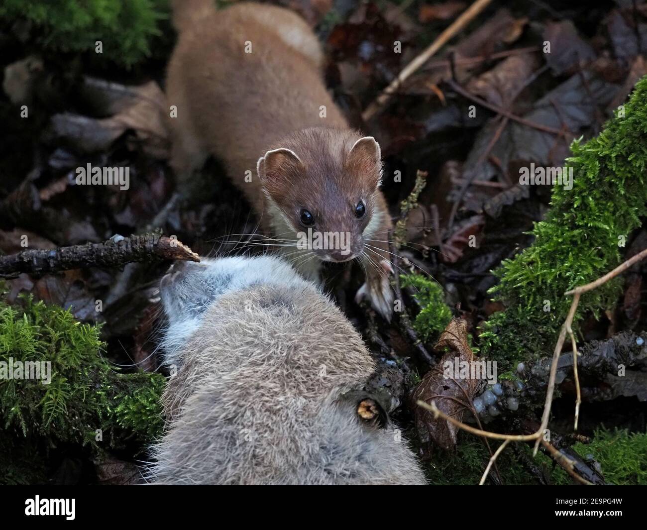 Wilder kleiner Jäger - helläugige und lilthe stoat (Mustela erminea) Zwerg von großen Kaninchen töten in moosigen Unterholz im ländlichen Cumbria, England, Großbritannien Stockfoto