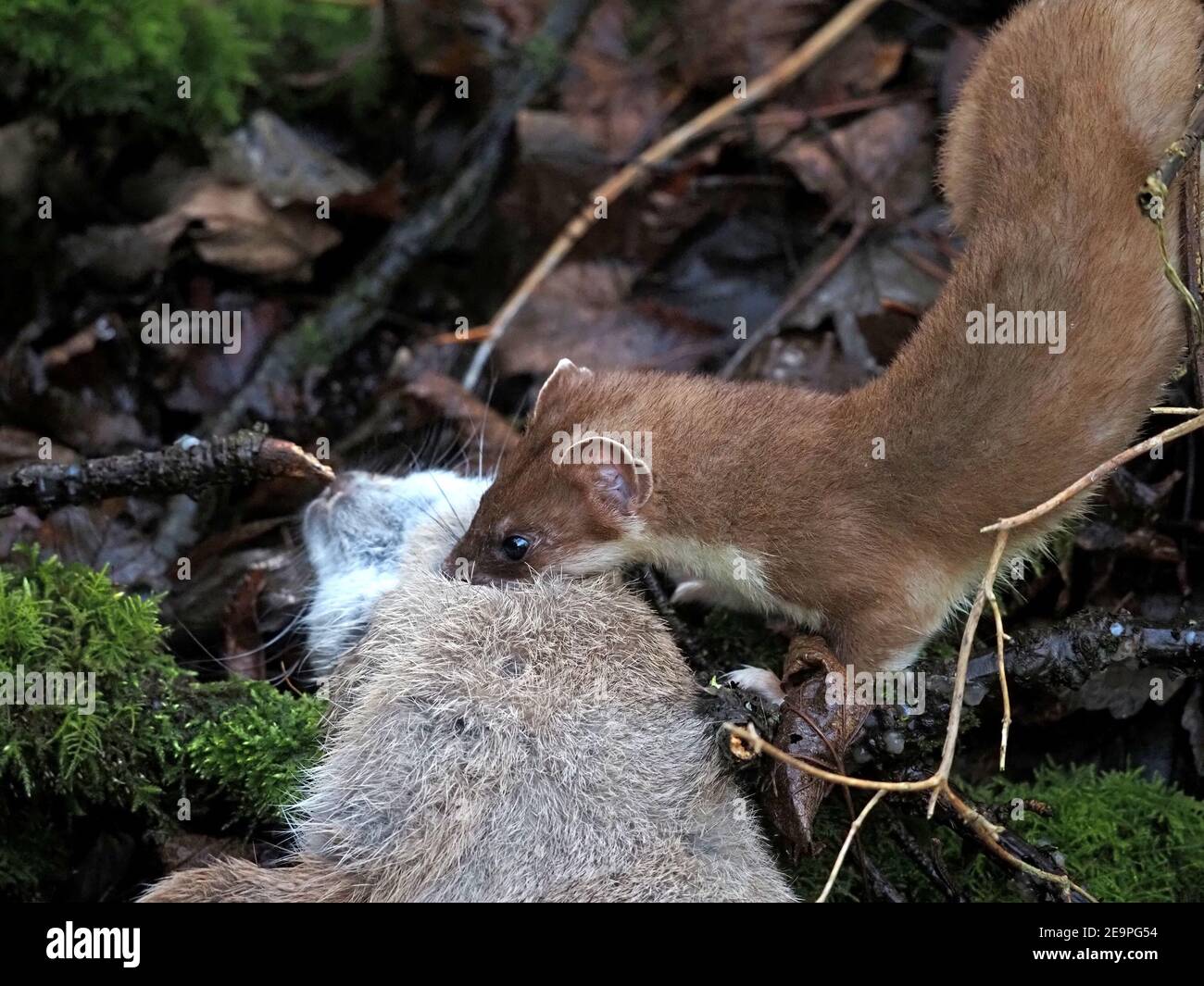 Wilder kleiner Jäger - helläugige und lilthe stoat (Mustela erminea) Zwerg von großen Kaninchen töten in moosigen Unterholz im ländlichen Cumbria, England, Großbritannien Stockfoto