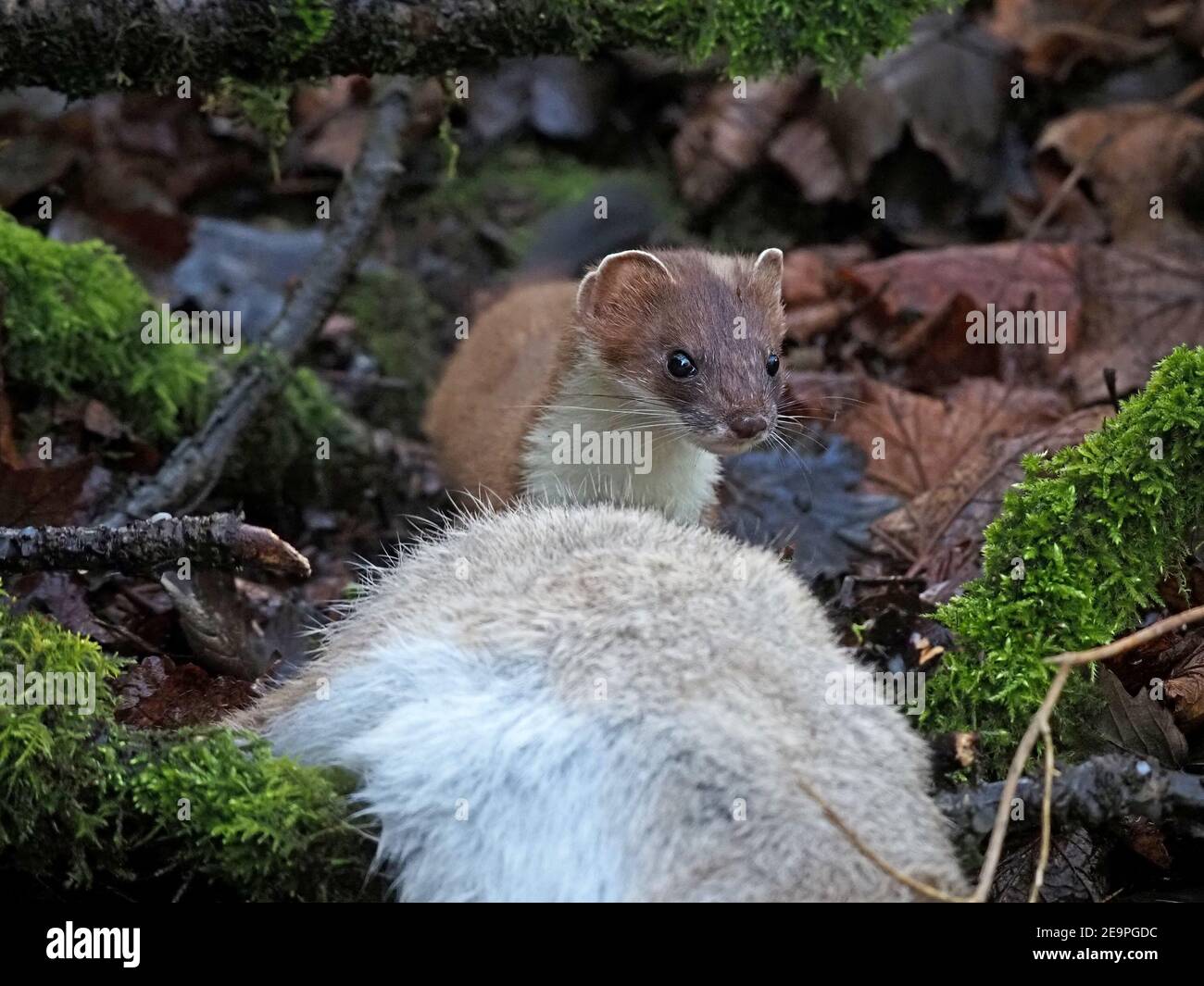 Wilder kleiner Jäger - helläugige und lilthe stoat (Mustela erminea) Zwerg von großen Kaninchen töten in moosigen Unterholz im ländlichen Cumbria, England, Großbritannien Stockfoto