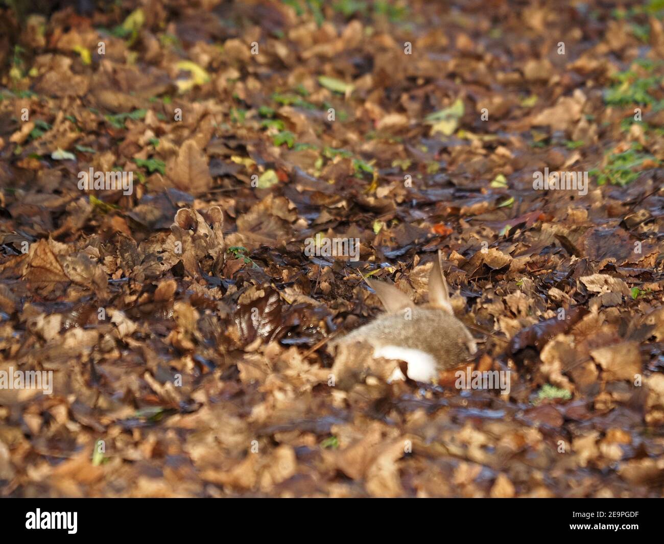 Sehen Sie die stoat - Augen und Ohren von stoat (Mustela erminea) versteckt in Herbstblättern kaum sichtbar, wie es Kaninchen töten in ländlichen Cumbria, England, Großbritannien beobachtet Stockfoto