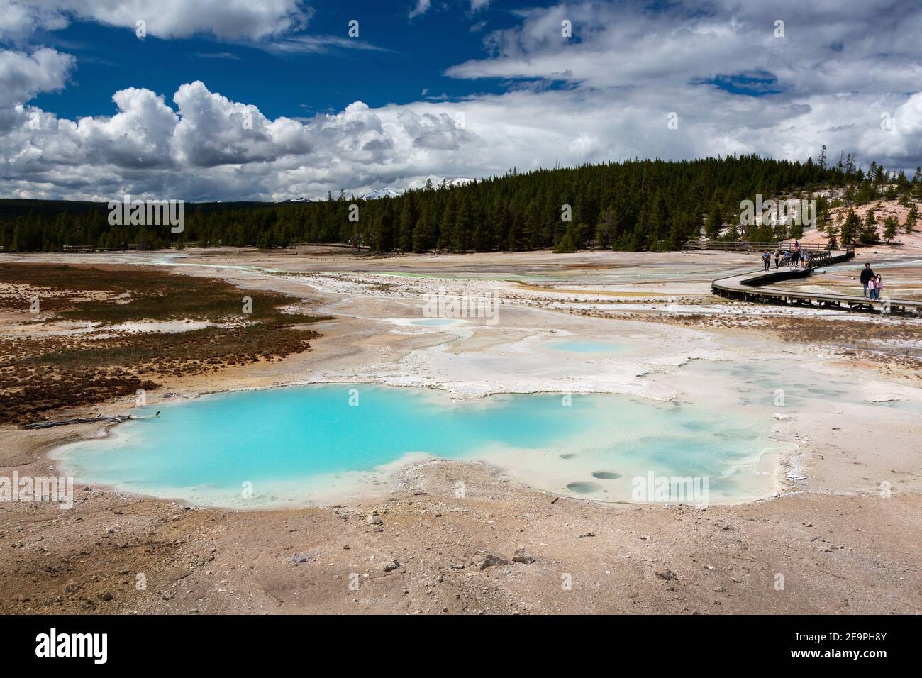 Besucher, die an einer strahlend blauen heißen Quelle auf der Promenade durch das Porcelain Basin im Norris Geyser Basin vorbeilaufen. Yellowstone National Park, Wyo Stockfoto