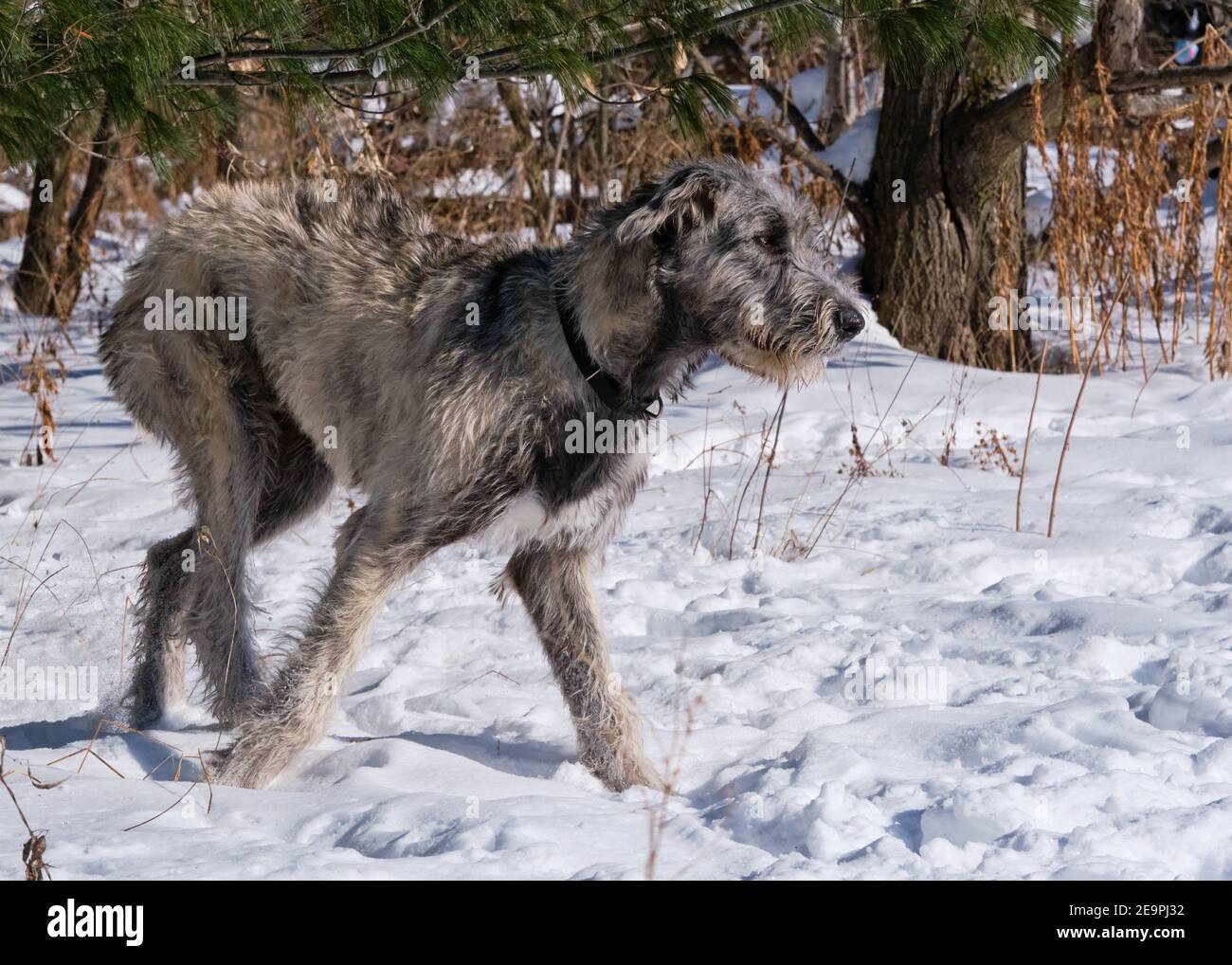 Sieben Monate alter irischer Wolfhound-Welpe, der im Schnee herumläuft Sonniger Wintertag Stockfoto