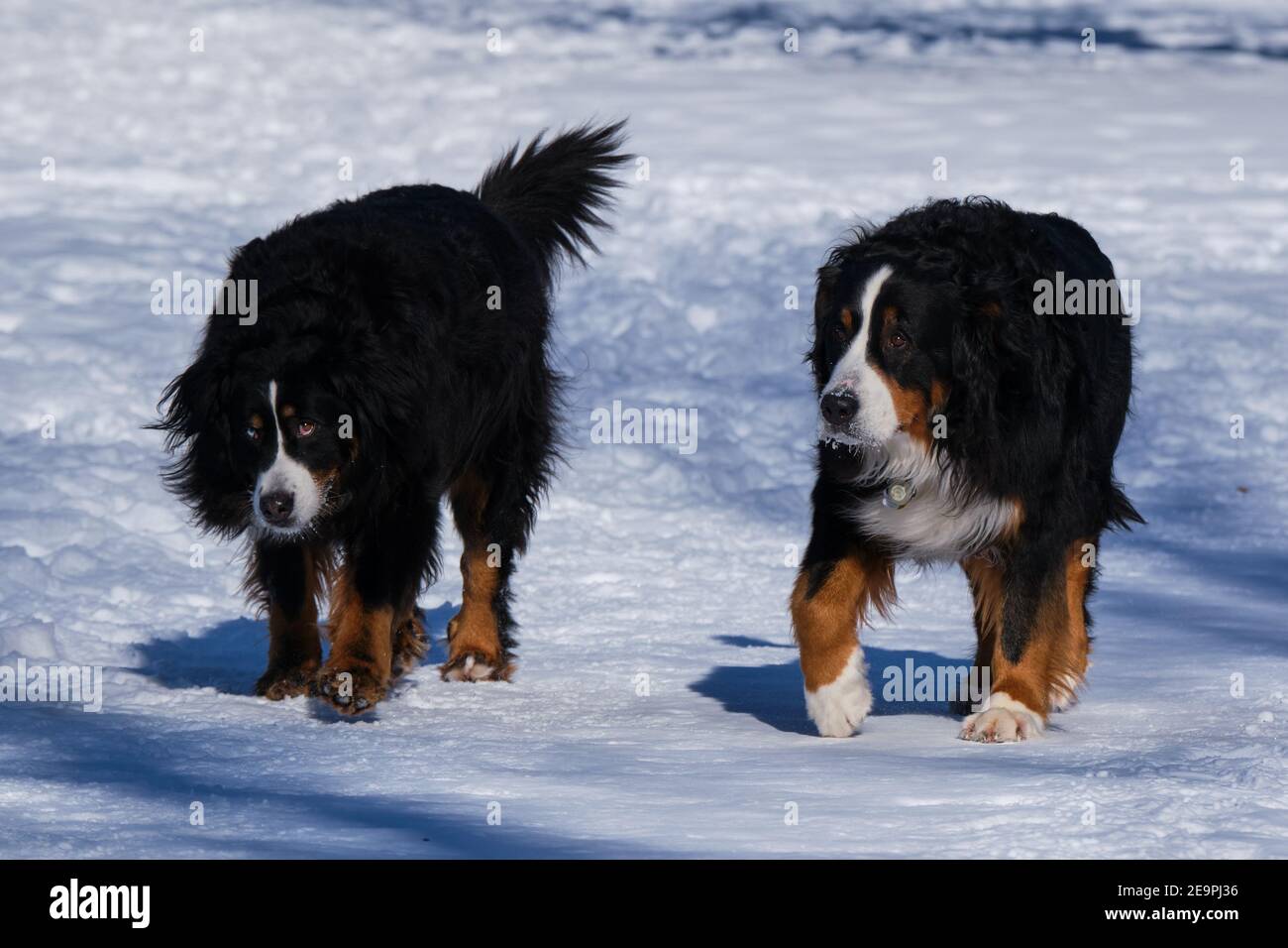 Ein Paar Berner Sennenhund genießt den Winterschnee, auf einem Winterspaziergang Stockfoto