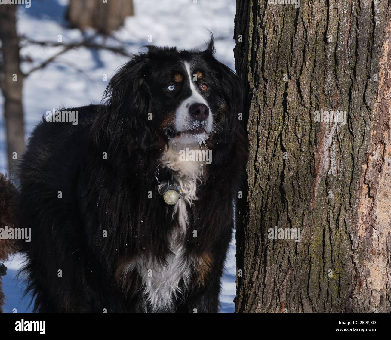 Berner Sennenhund mit nicht übereinstimmenden Augen, die den Winter genießen Stockfoto