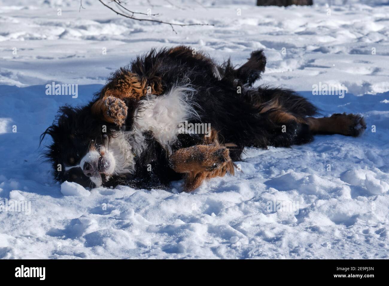 Berner Sennenhund genießen Winterschnee durch Rollen auf dem Schneebedeckter Boden Stockfoto