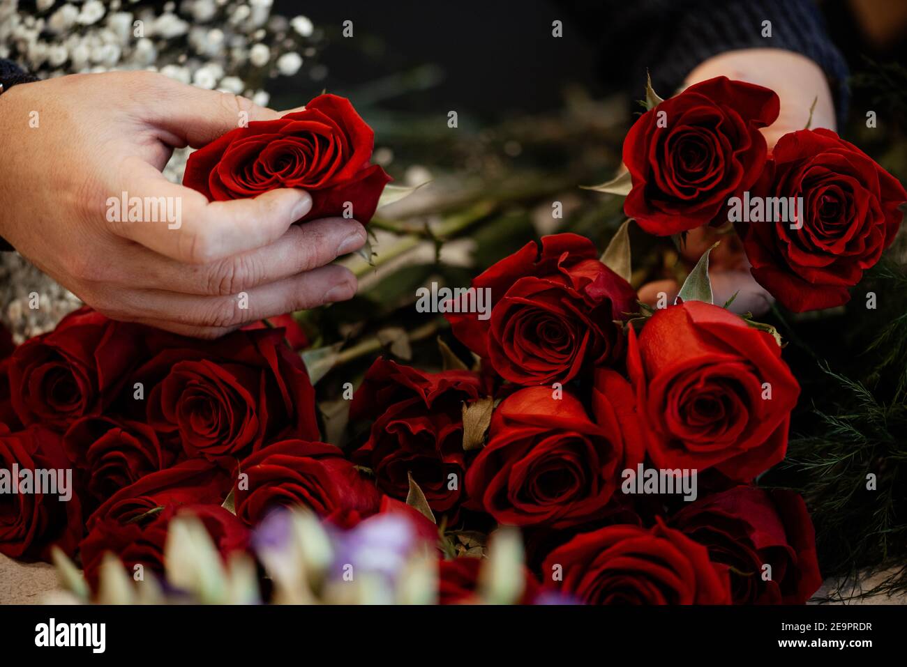 Rote und rosa Rosen für valentineÂ´s Tag Stockfoto