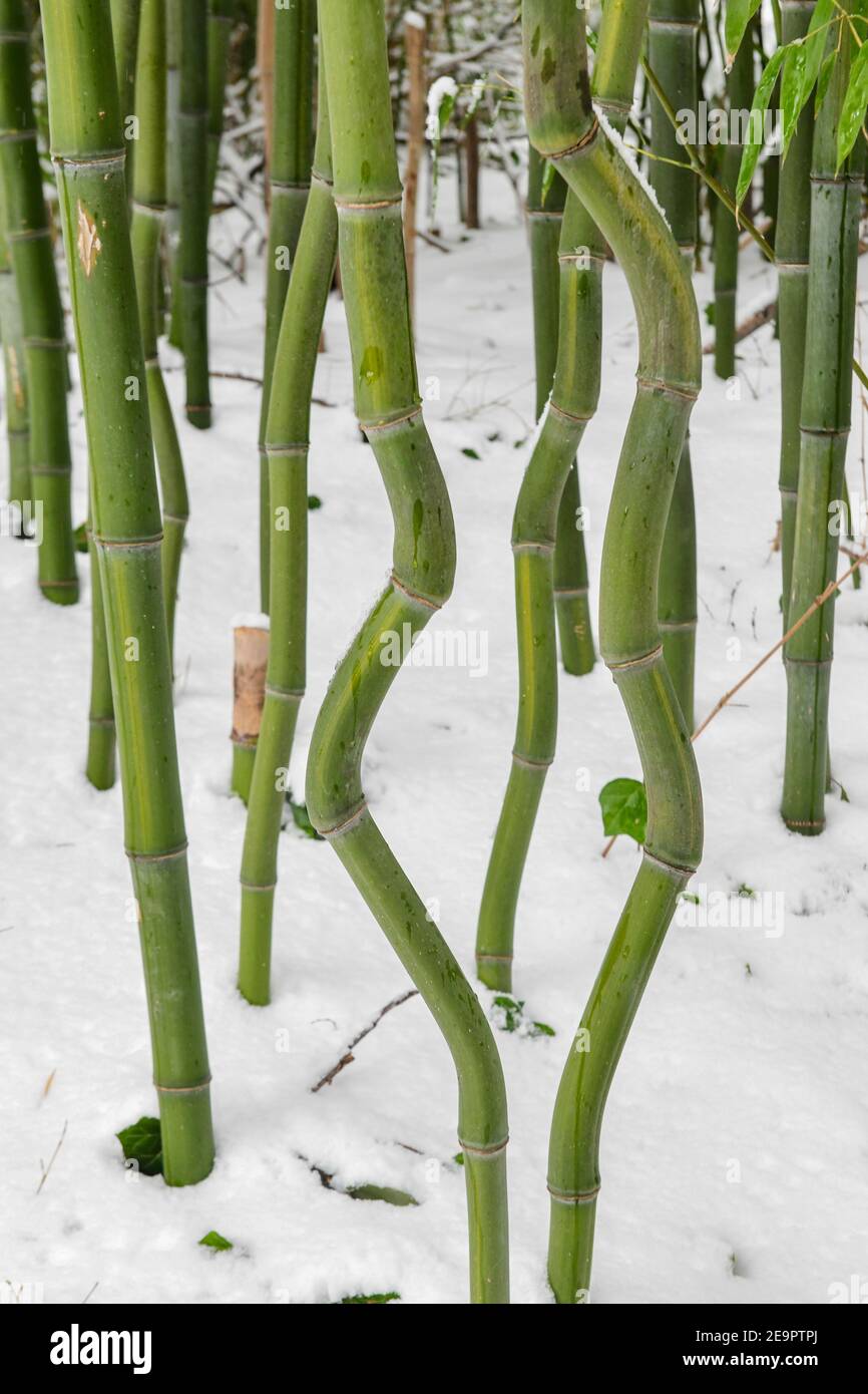 Bambusschnee - verschneite Bambusbäume - Schneesturm hinterlässt mehrere Zentimeter Schnee auf Bambusoideae Stockfoto