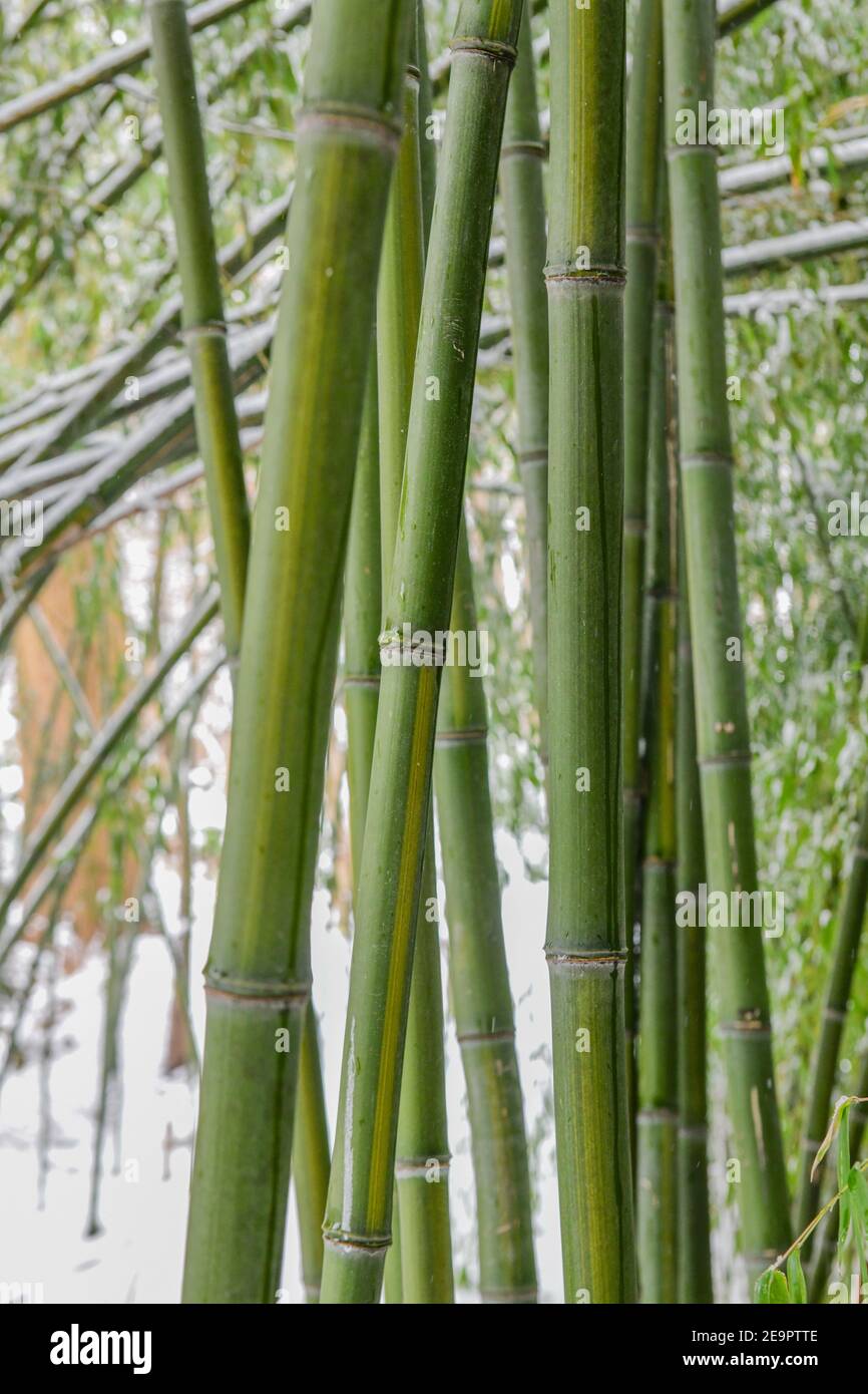 Bambusschnee - verschneite Bambusbäume - Schneesturm hinterlässt mehrere Zentimeter Schnee auf Bambusoideae Stockfoto