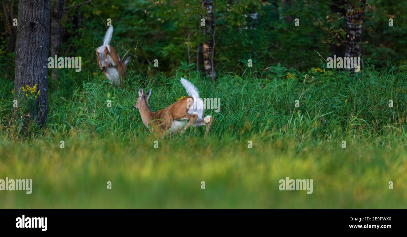Zwei Wildschwänzchen, die in den nördlichen Wald fliehen. Stockfoto