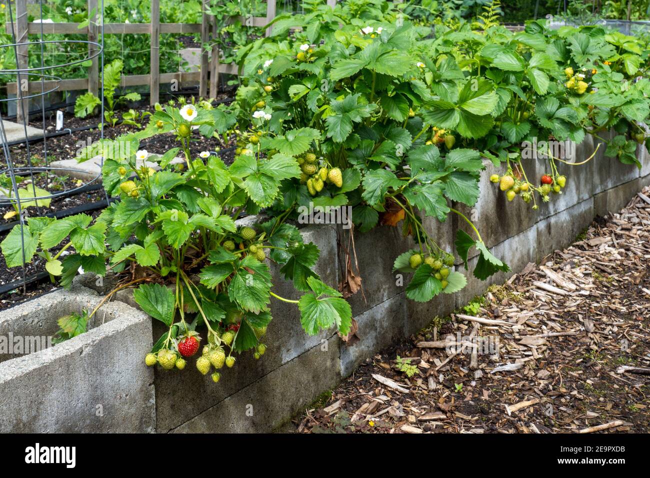 Issaquah, Washington, USA. Erdbeerpflanzen, die in bodengefüllten Zunder-Blöcken wachsen und den Rand eines Gemüsegartens bilden. Stockfoto
