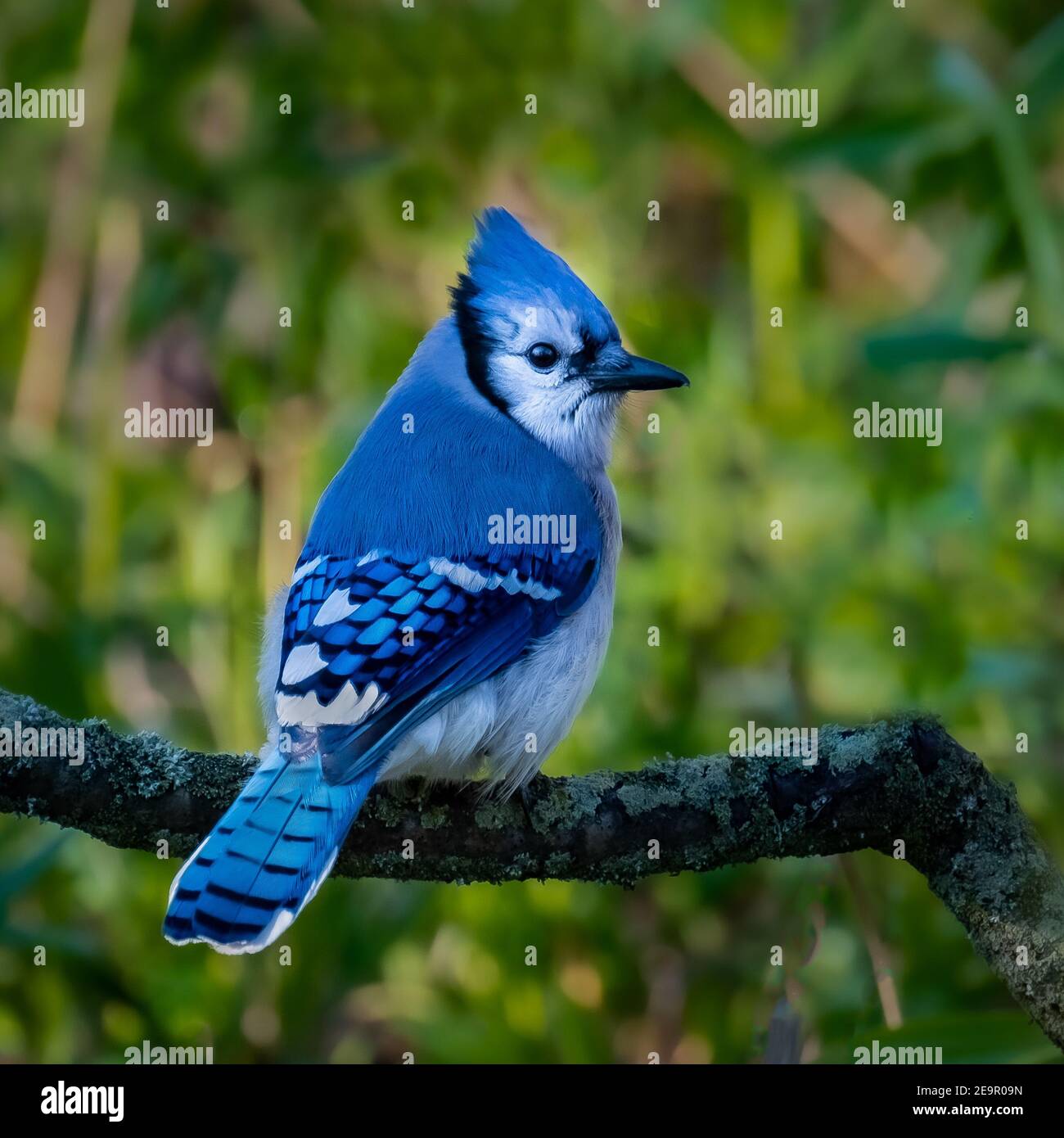 Ein Blauhäher ( Cyanocitta cristata), der an einem Sommernachmittag auf einem Zweig thront. Stockfoto