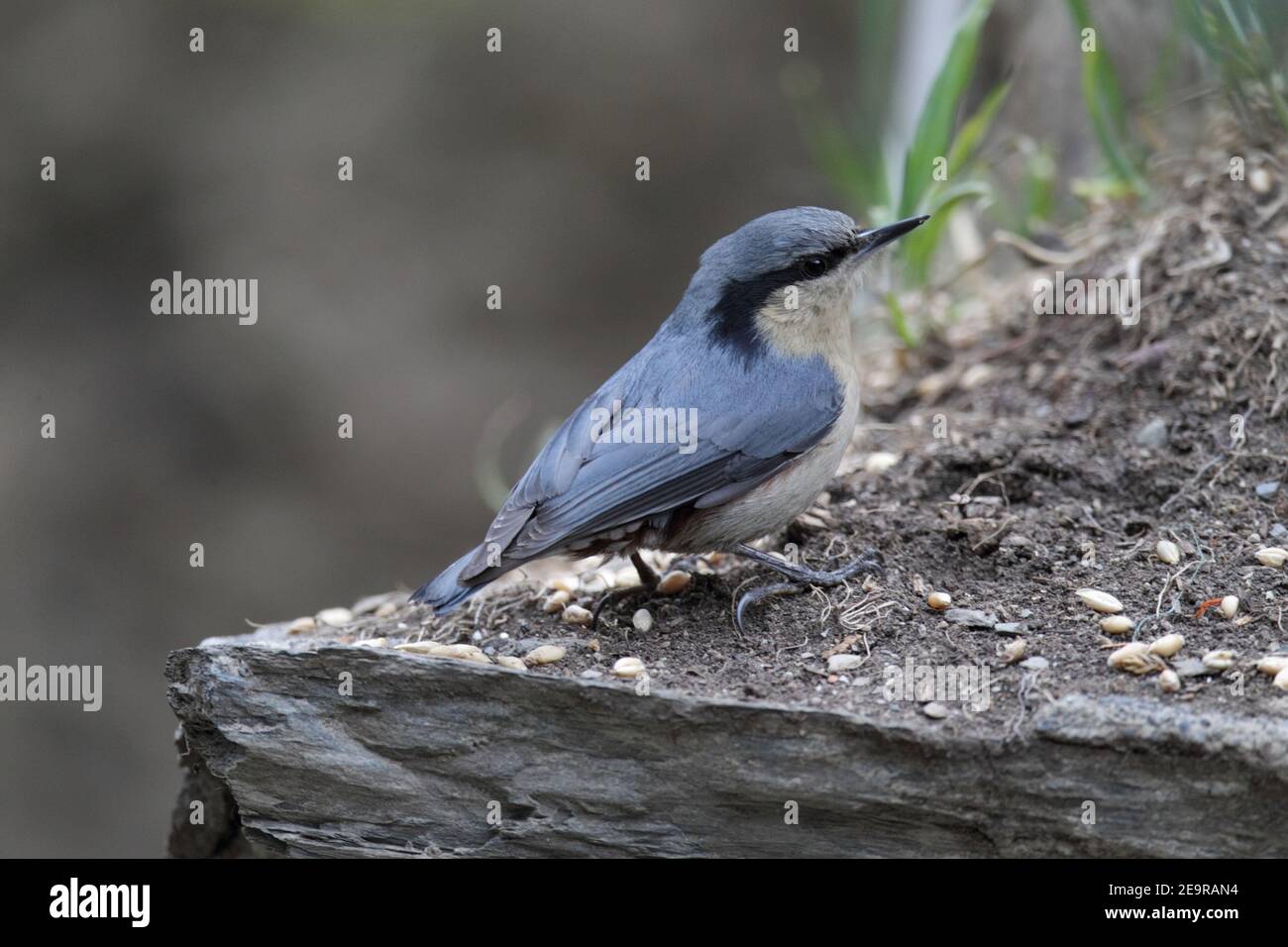 Kastanien-belüfteter Nuthatch (Sitta nagaensis), Meili Xu shan, Provinz Yunnan, China 23rd. April 2011 Stockfoto