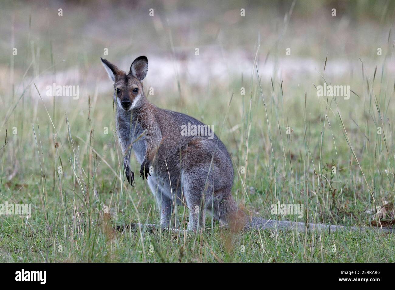 Rothalswallaby (Notamacropus rufograiseus) in Field, Girraween National Park, Southwest Queensland, Australien 2nd. Februar 2017 Stockfoto