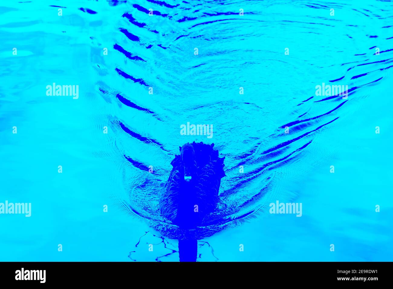 Stilisierte schwarze Schwan mit macht blauen Fan förmigen Wellen schwimmen in Richtung Seeufer. Stockfoto