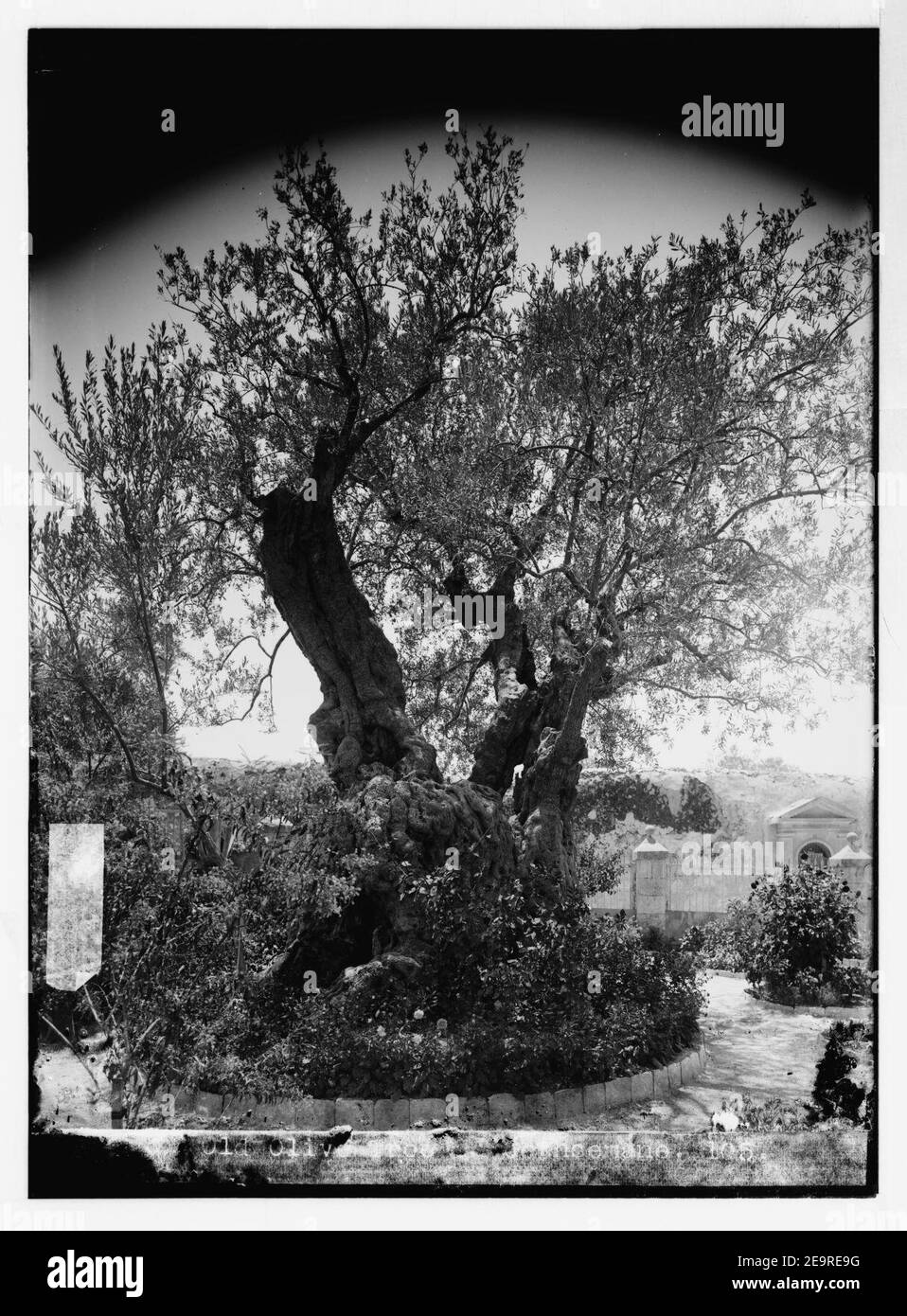 Ölberg (Jebel Et-Tur) usw. älteste Olivenbaum im Garten Getsemani Stockfoto