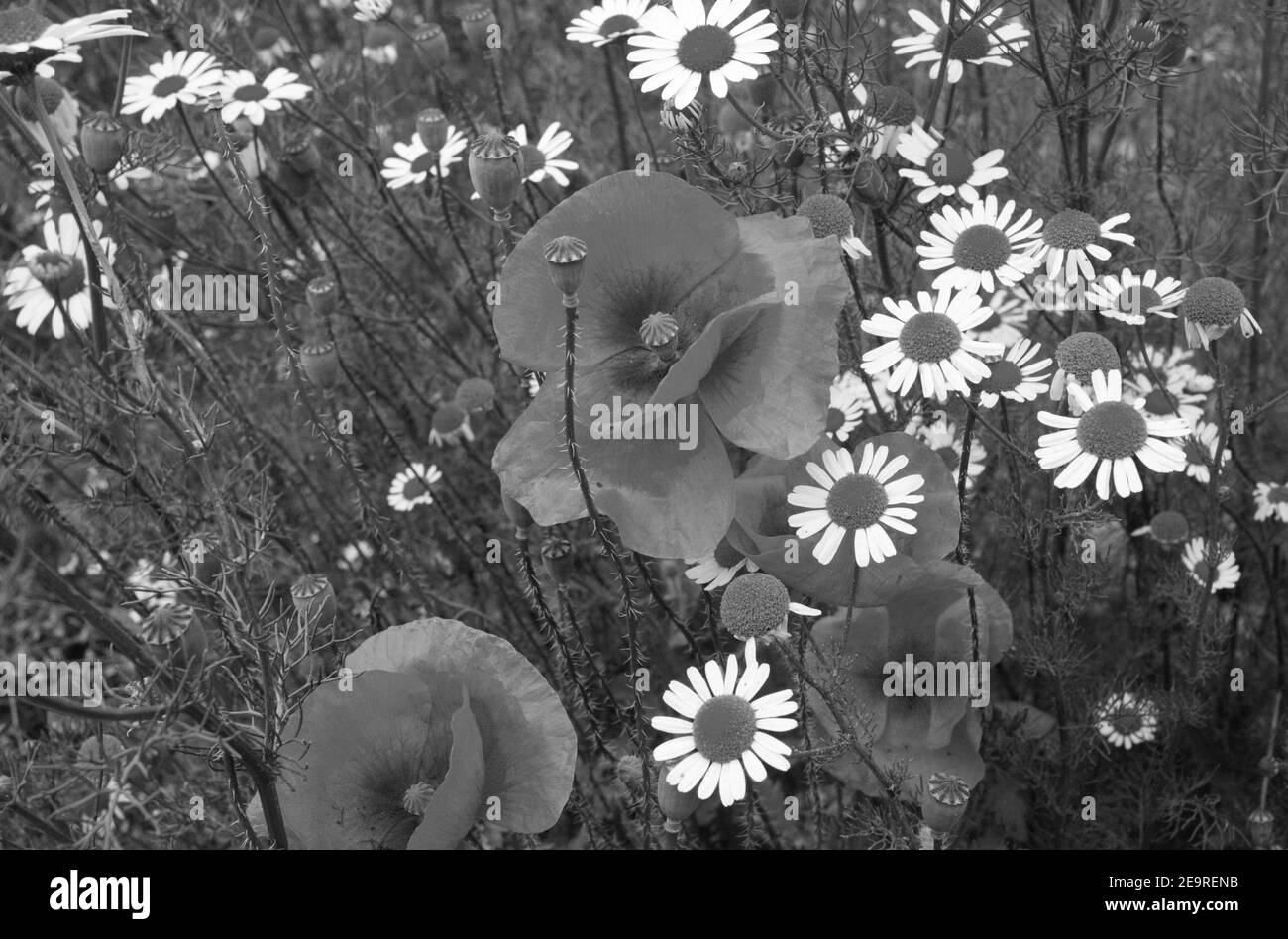 Wilde Blumen in monochrom Stockfoto