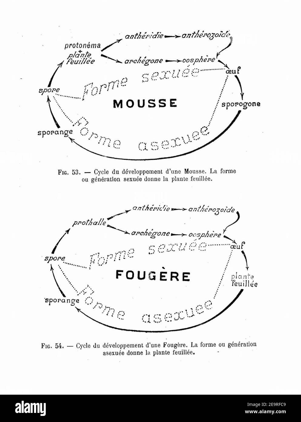 Mousses & Fougères - Vergleich der Zyklen. Stockfoto